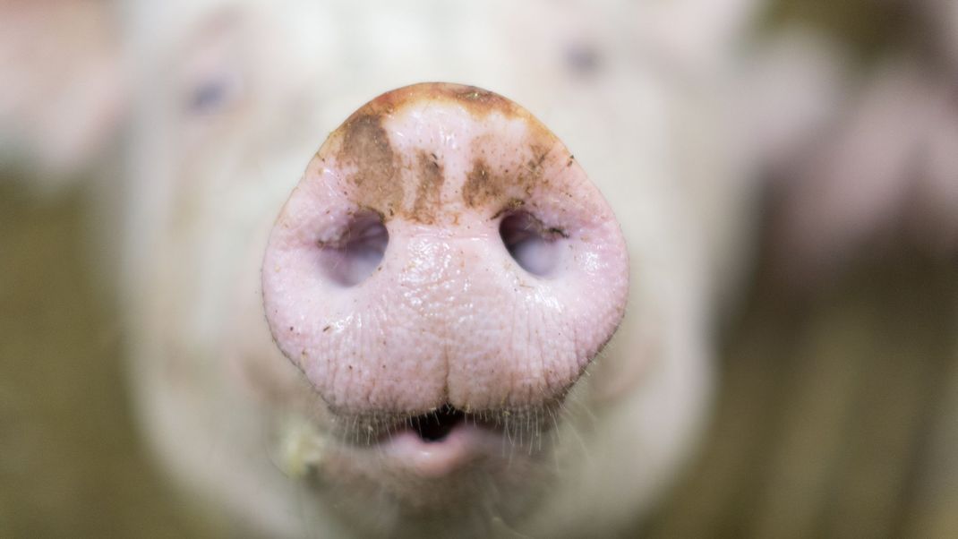 Schweinebetriebe belasten die schwachen Fleischverkäufe.&nbsp;