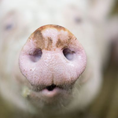 Die Nachfrage nach Schweinefleisch im Sommer ist gering