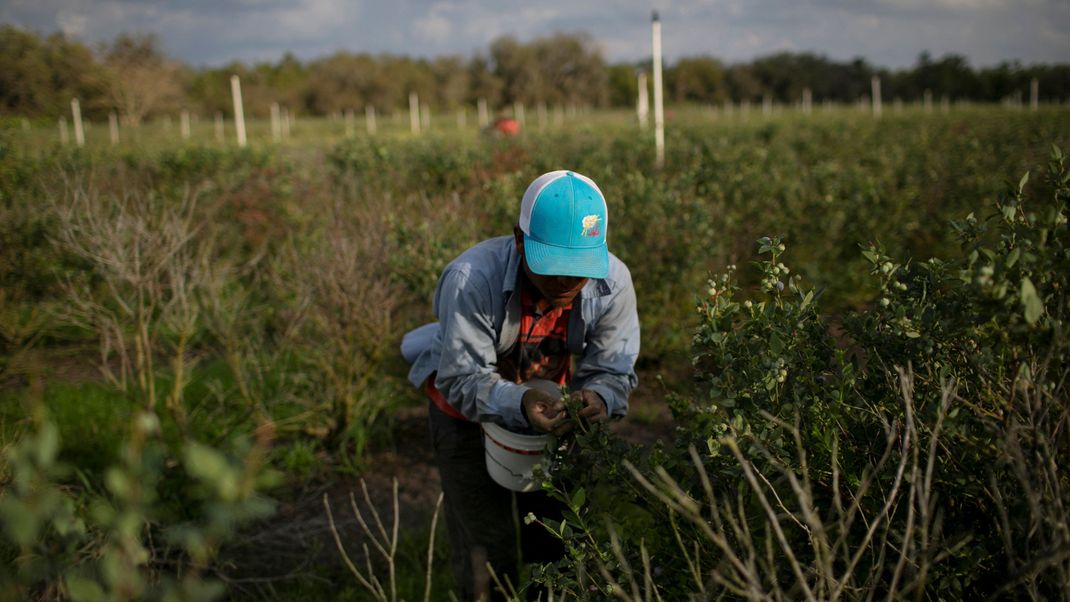 Ein mexikanischer Wanderarbeiter pflückt Blaubeeren während der Ernte auf einer Farm in Lake Wales, Florida, USA.