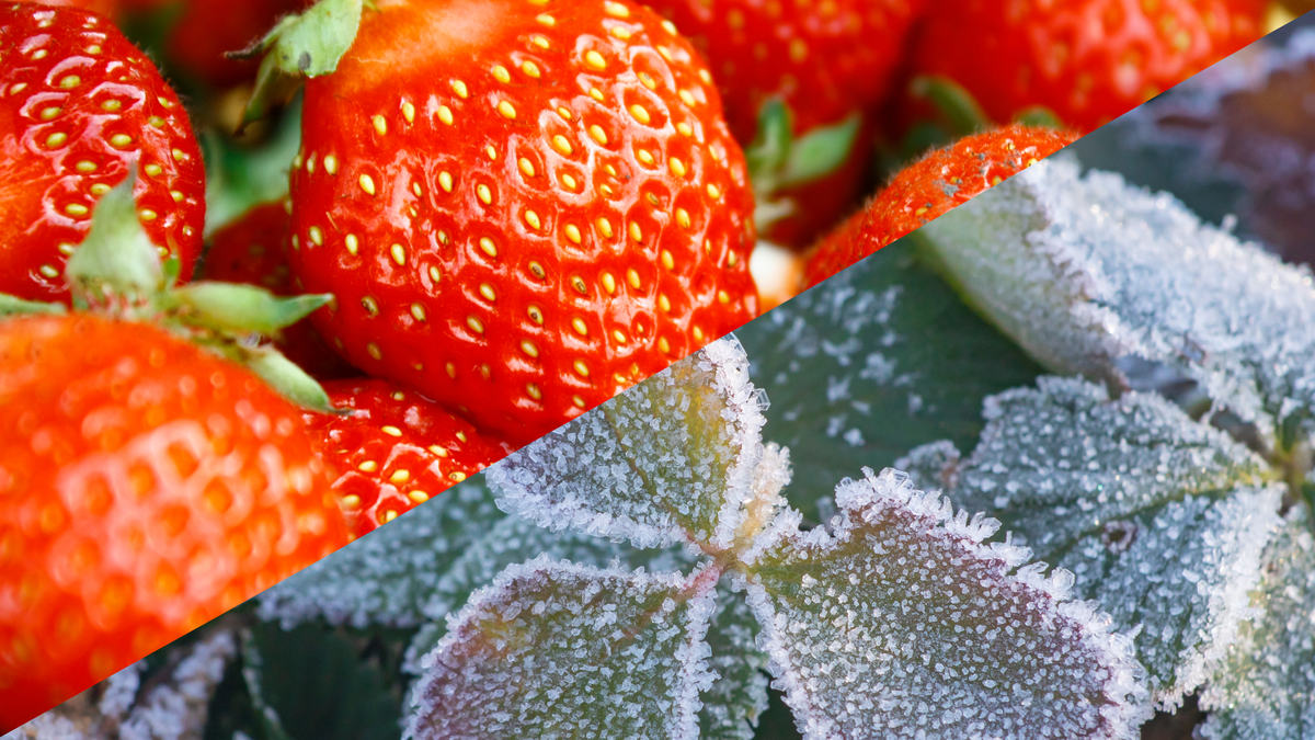 Erdbeeren fit für den Winter machen