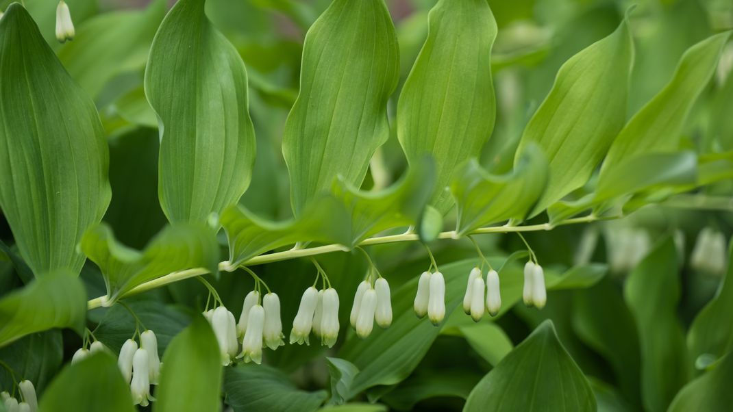 Auch wenn sie eine ähnliche Maserung und Blüten haben, sind Salomonssiegel dennoch recht leicht von Bärlauch zu unterscheiden.