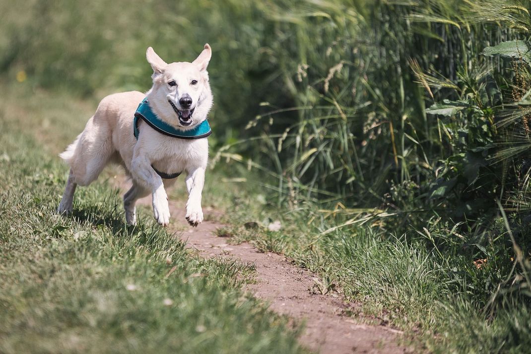 Durch Bewegung wird eine Diät für den Hund spielerisch unterstützt. Der Spaß steht dabei im Vordergrund.