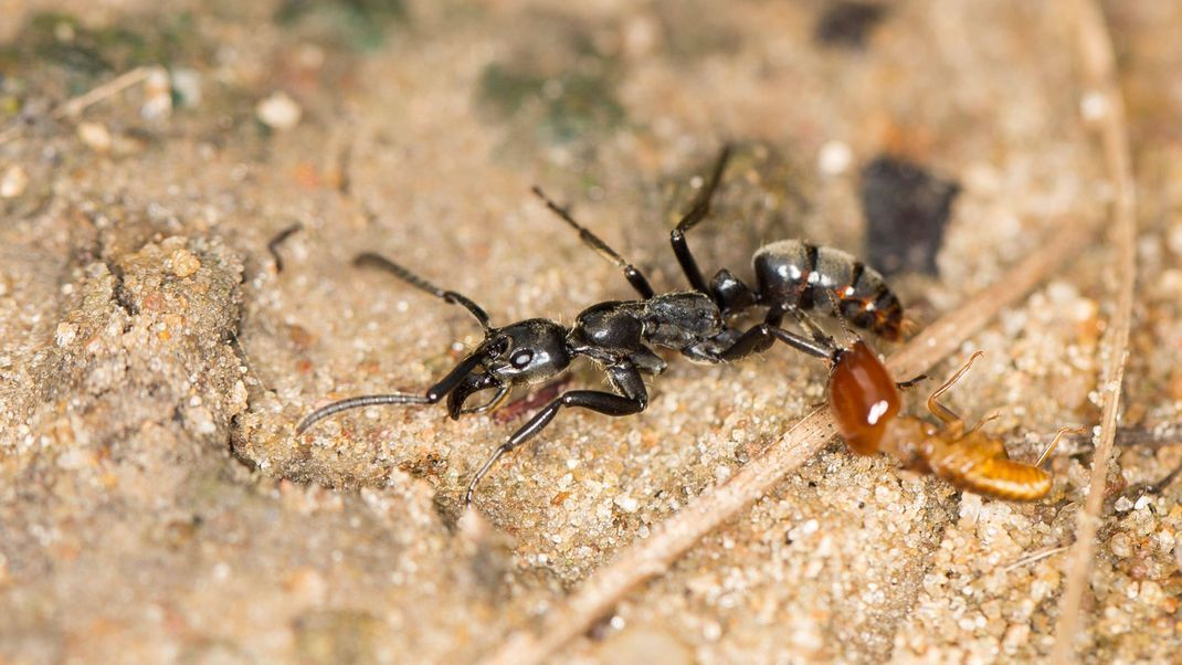 Eine Ameise frisst eine Termite. Hier ist gut der unterschiedliche Körper zu erkennen - Ameisen sind dunkel und haben einen eingeschnürten Leib.
