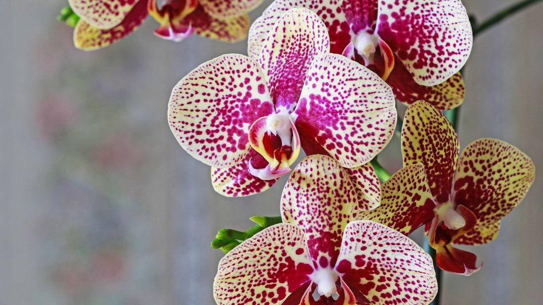 Die prächtig blühenden Orchideen sind bunte Farbtupfer für dein Zuhause.