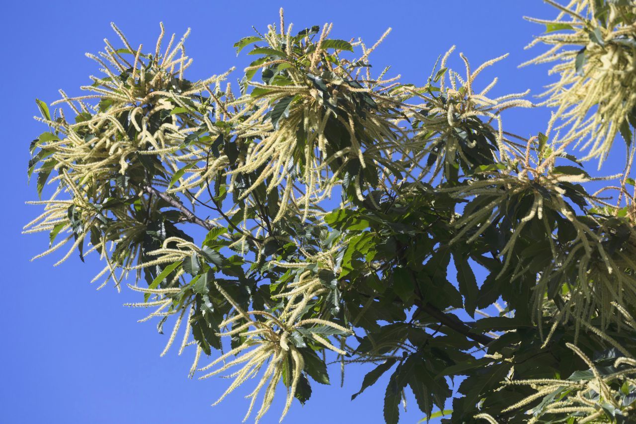 Die Blüten der Esskastanie: Die gelblich-weißen männlichen Blüten, auch "Kätzchen" genannt, sind bis zu 15 Zentimeter lang und blühen ab Mitte Mai. Sie duften stark. Der Baum kann bis zu 30 Metern hoch, die Kronen bis zu 15 Meter breit werden. 