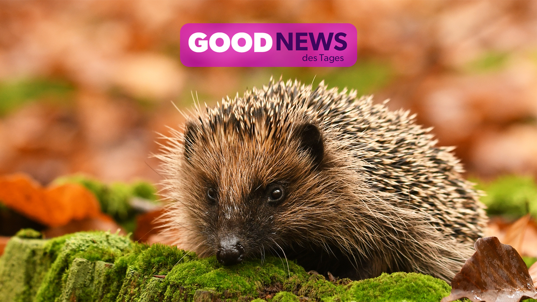 Der Igel wurde zum Tier des Jahres 2024 gewählt!