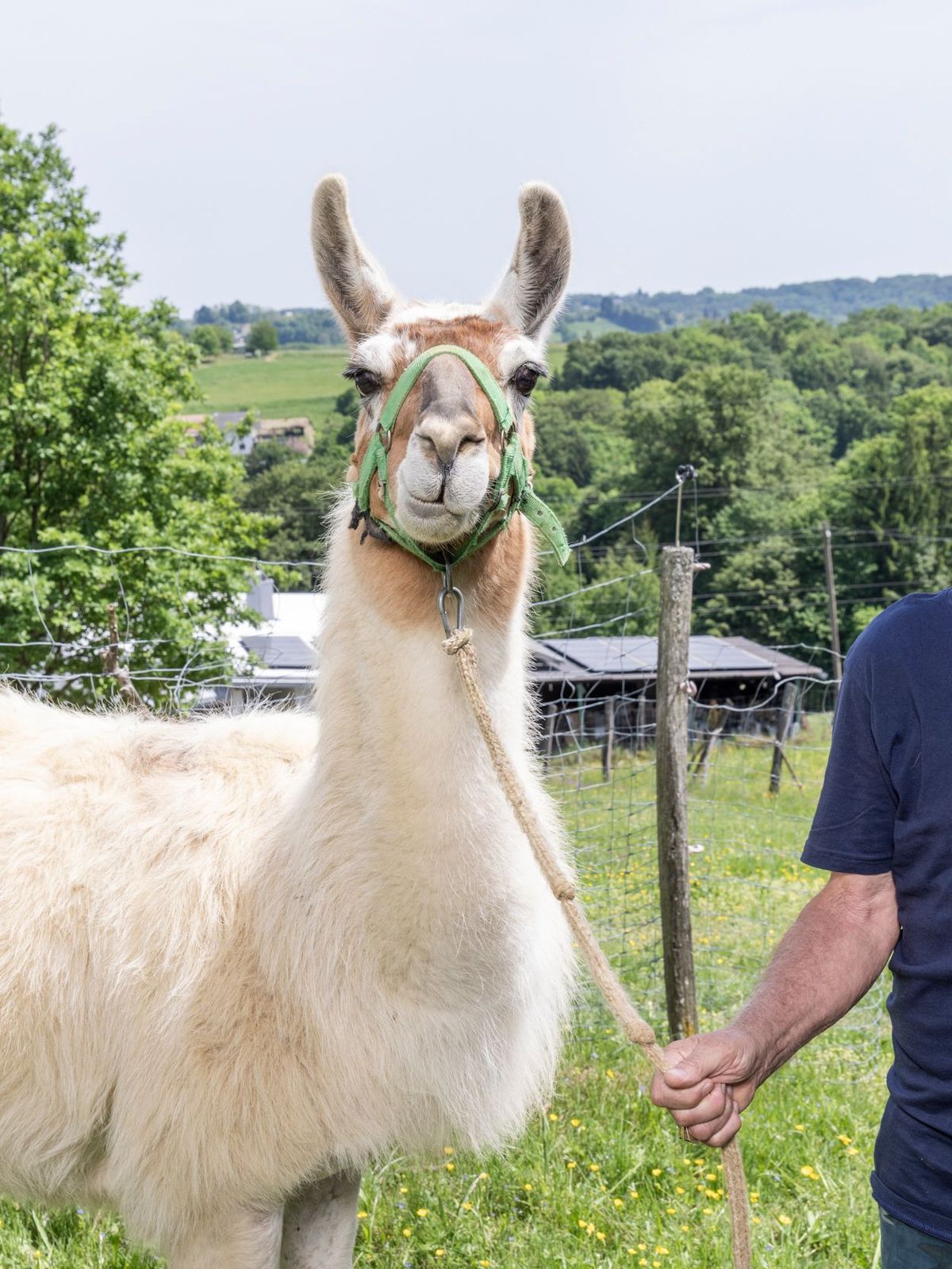 Rupert - Bauer sucht Frau