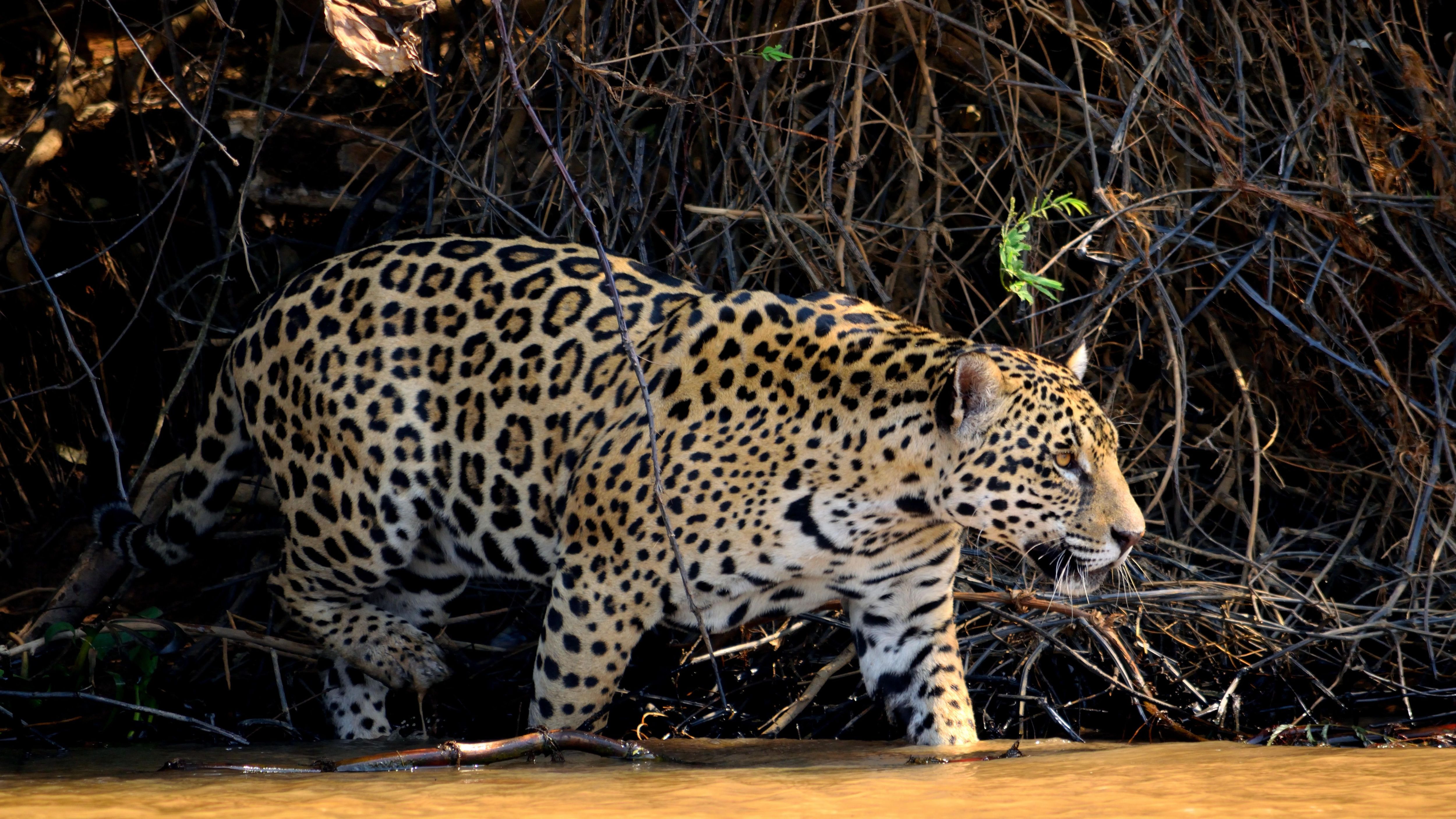 Katzen mögen doch kein Wasser? Die Leoparden im Amazonas-Delta schon: Sie haben sich auf
Fischfang spezialisiert, lauern am Ufer auf Beute – und stürzen sich notfalls auch waghalsig in die Fluten.