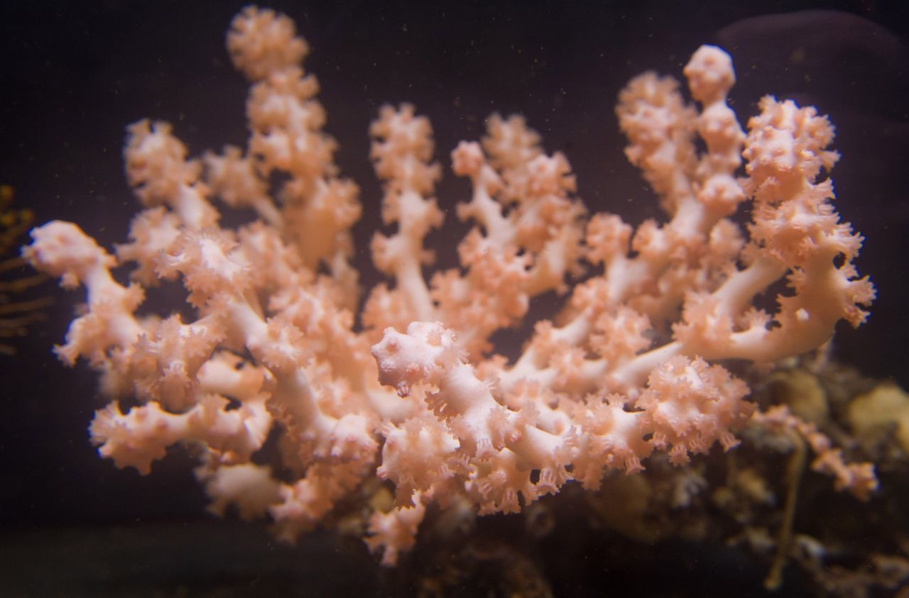 Korallen: Bis zu 2.000 Meter unter der Oberfläche leben die Tiefsee- oder Kaltwasser-Korallen. Auch sie bilde Riffe und wachsen bei einer Temperatur um die fünf Grad Celsius noch 2,5 Zentimeter pro Jahr. Ihre Nährstoffe entnehmen sie Bakterien. Das Foto zeigt eine Kaugummi-Koralle. Sie kommt von 200 bis 1.300 Meter Tiefe im Nordatlantik vor und kann bis zu sechs Meter hoch werden.
