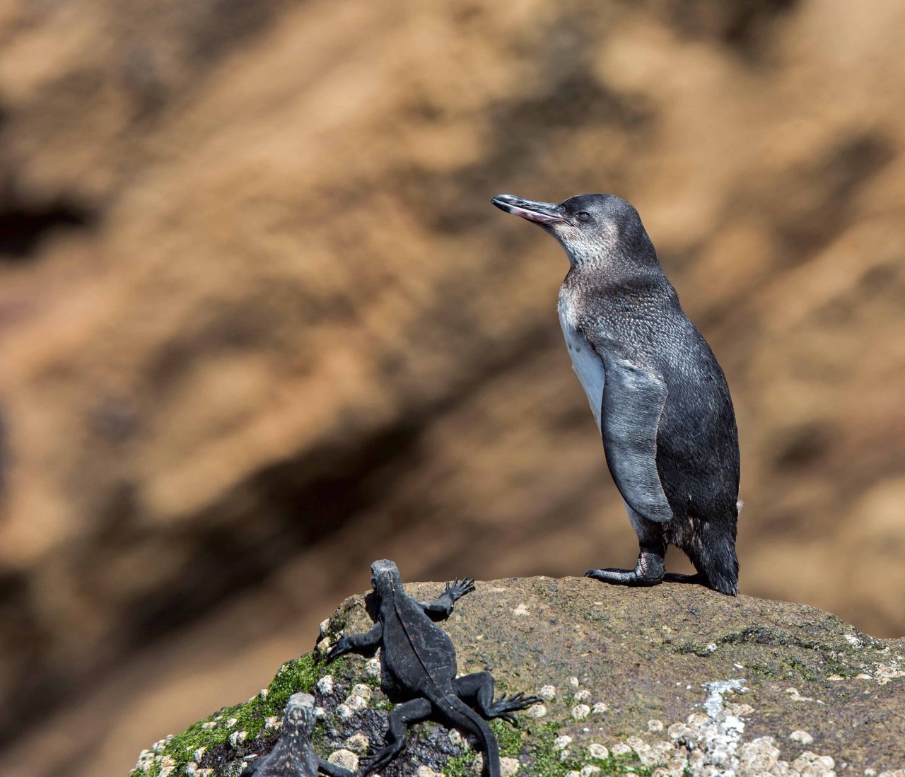 Junger Galapagos-Pinguin an der Felsküste der Galapagos-Inseln (Ecuador). Population: 1.200.