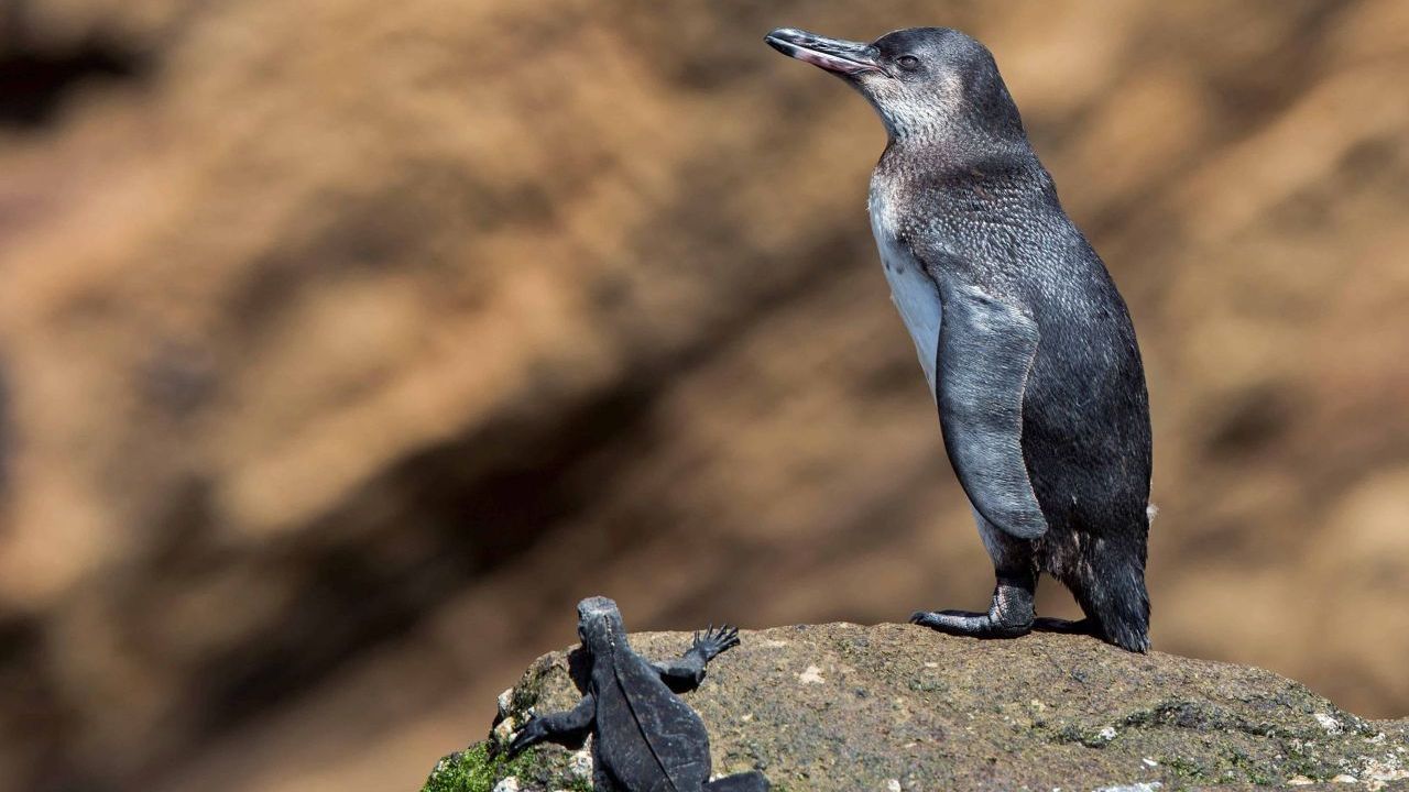 Junger Galapagos-Pinguin an der Felsküste der Galapagos-Inseln (Ecuador). Population: 1.200.