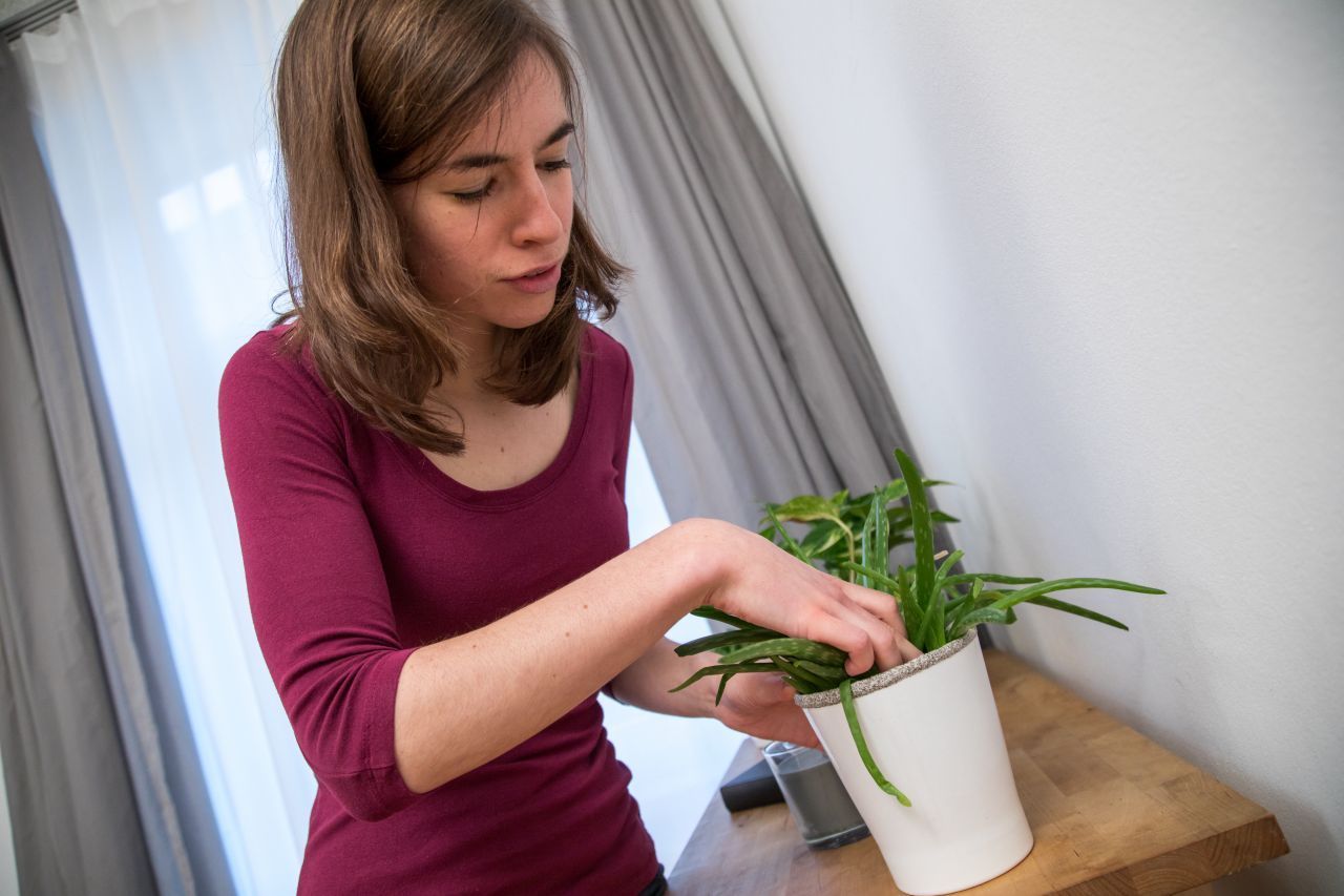 Zimmerpflanzen hingegen können dabei helfen, ein gesundes Raumklima zu schaffen.
