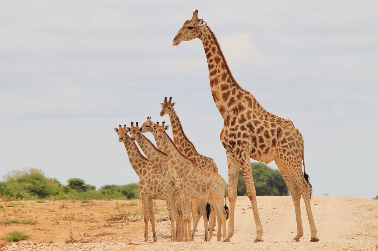 Während der Aufzucht tun sich Giraffenmütter zusammen: eine Giraffenkuh hütet den Kindergarten, während die anderen auf Nahrungssuche gehen. Rund zweieinhalb Jahre bleiben die Kälber bei ihren Mamas.