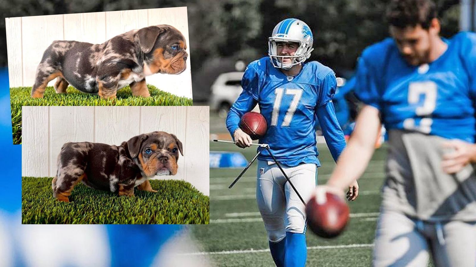 
                <strong>Dominik Eberle holt Welpen</strong><br>
                Dominik Eberle wird Hundevater! Der deutsche NFL-Kicker legt sich eine englische Bulldogge zu. Eberle gibt dem süßen Welpen mit der unterschiedlichen Augenfarbe den Namen "Appah". Hintergrund ist die TV-Serie Avatar. Dort ruft der Hauptcharakter sein treues Tier mit den Worten: "Appah, yip yip!". Selbiges hat Eberle nun vor, welcher zuletzt bei den Detroit Lions unter Vertrag stand. Glückwunsch zur liebenswerten Hundedame!
              