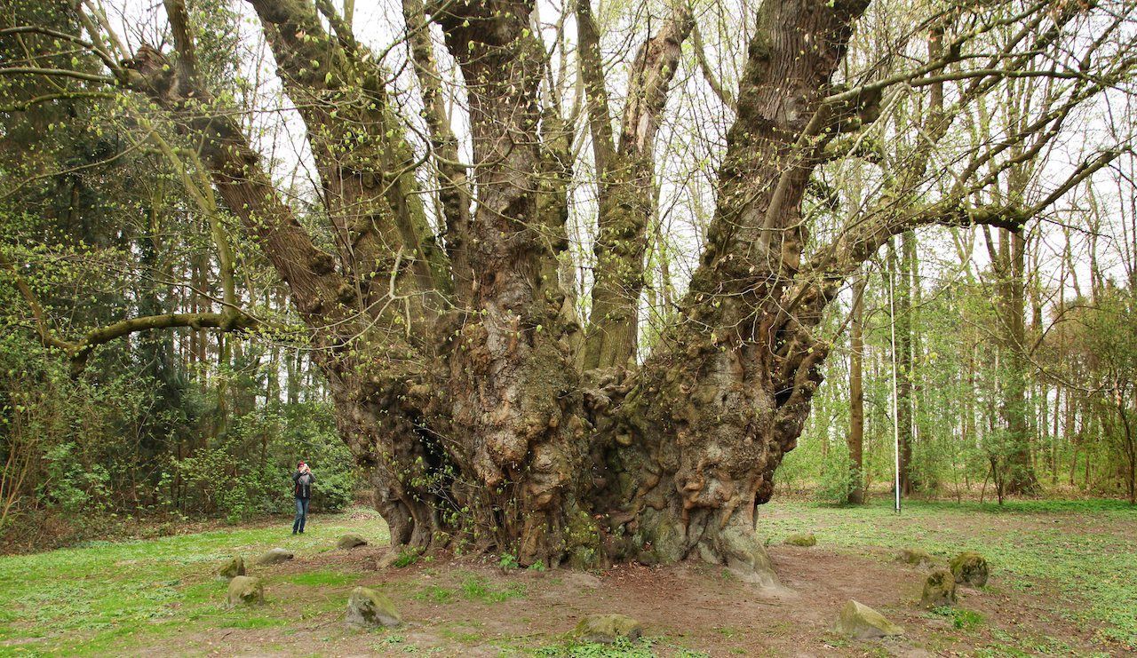 Der dickste deutsche Baum ist dagegen mit einem Umfang von circa 18 Meter recht "dünn" - trotzdem europäischer Rekord! Die Sommerlinde steht im emsländischen Heede. 
