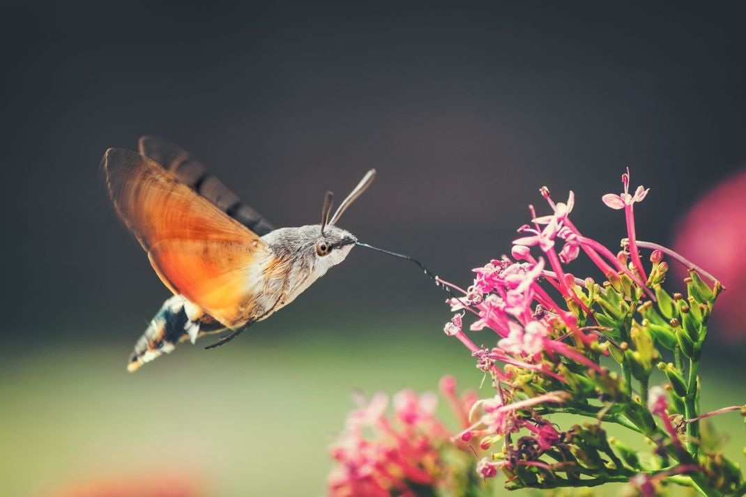 Vogelwild: Der Kolibrischwärmer (auch Taubenschwänzchen genannt) flattert mit blitzschnellem Flügelschlag an eine Blüte heran und saugt im Flugstillstand.