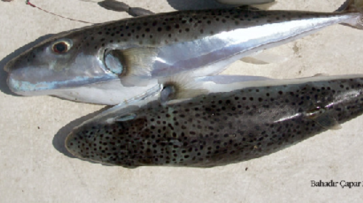 Lagocephalus sceleratus caught in Iskenderun, Turkey.