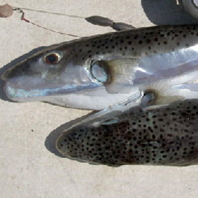 Lagocephalus sceleratus caught in Iskenderun, Turkey.