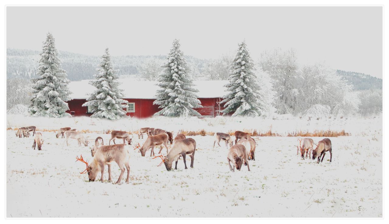 Rentiere werden mit Weihnachten assoziiert, weil sie der Sage nach den Schlitten des Weihnachtsmanns ziehen.