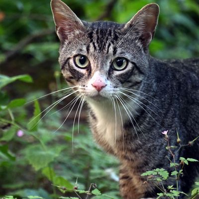 Japan warnt vor einer hochgiftigen Katze