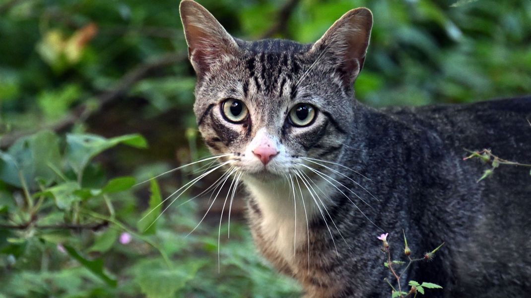 Nachdem eine Katze in Japan in einen Chemikalien-Behälter gefallen und danach entkommen ist, wird jetzt vor dem hochgiftigen Tier gewarnt. (Symbolbild)