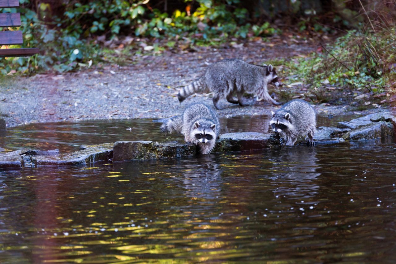 Sie sind sozial und leben überwiegend in Gruppen. Vor allem die Töchter bleiben häufig bei ihrer Mutter. Männchen wandern gerne mit einem Buddy umher.