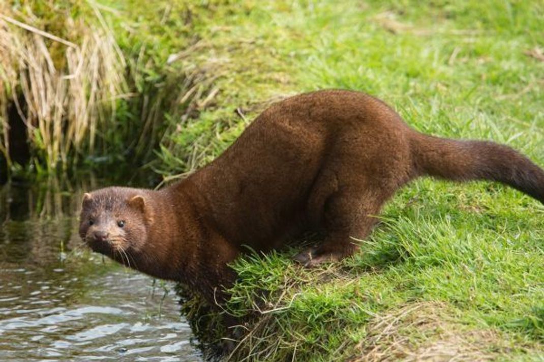 Der Mink hat einen längeren Körper und wiegt mehr als der Europäische Nerz.