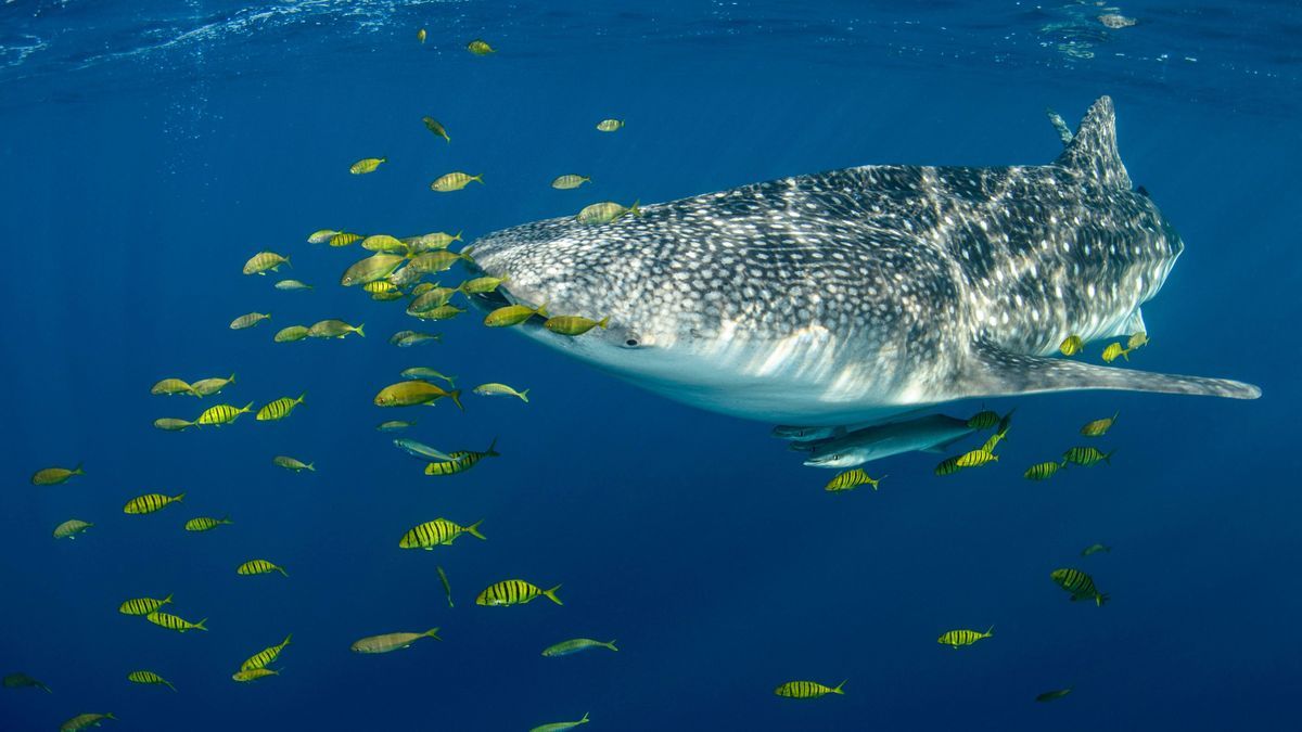 Walhai-Größe-gefährlich-Gewicht-größter-Fisch-imago images 94117132