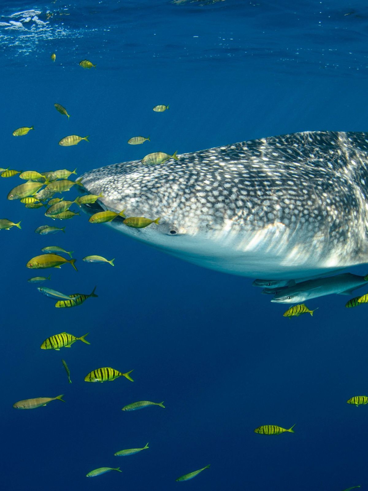 Walhai-Größe-gefährlich-Gewicht-größter-Fisch-imago images 94117132