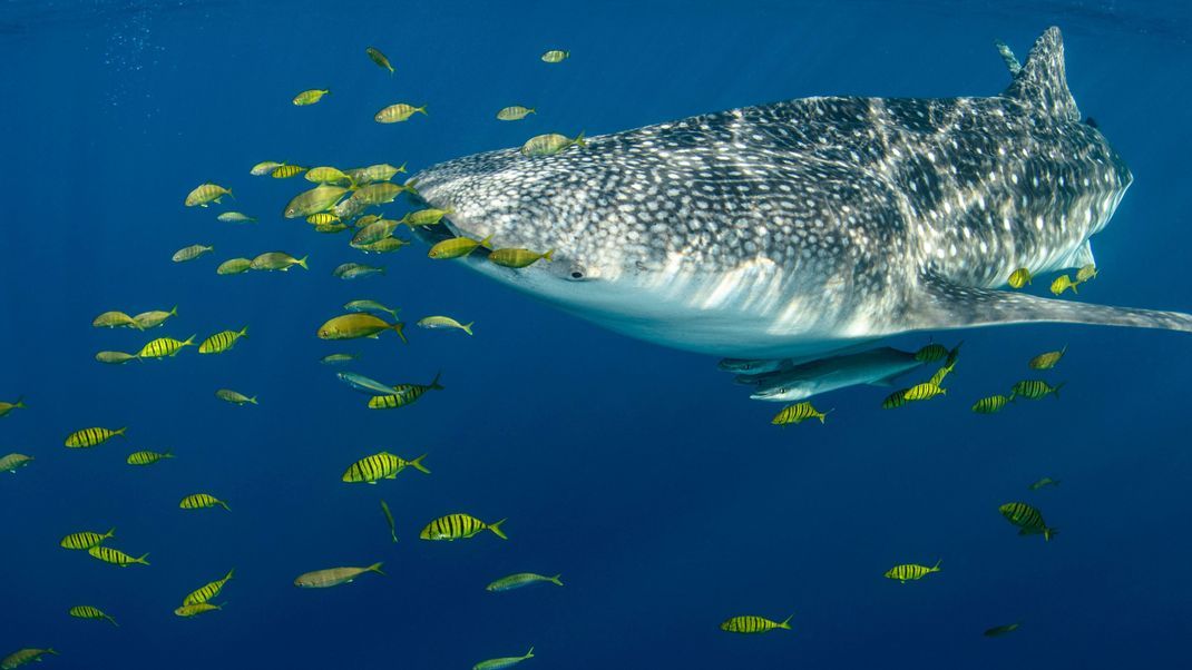 Ein Walhai und seine mobile "WG": Ein Schwarm gelber Goldmakrelen und Schiffshalter (Putzerfische), die am Bauch des Riesen snacken.