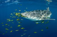 Walhai-Größe-gefährlich-Gewicht-größter-Fisch-imago images 94117132