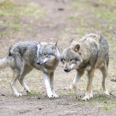 Wolf reißt angeleinten Hund in Niederlanden mit