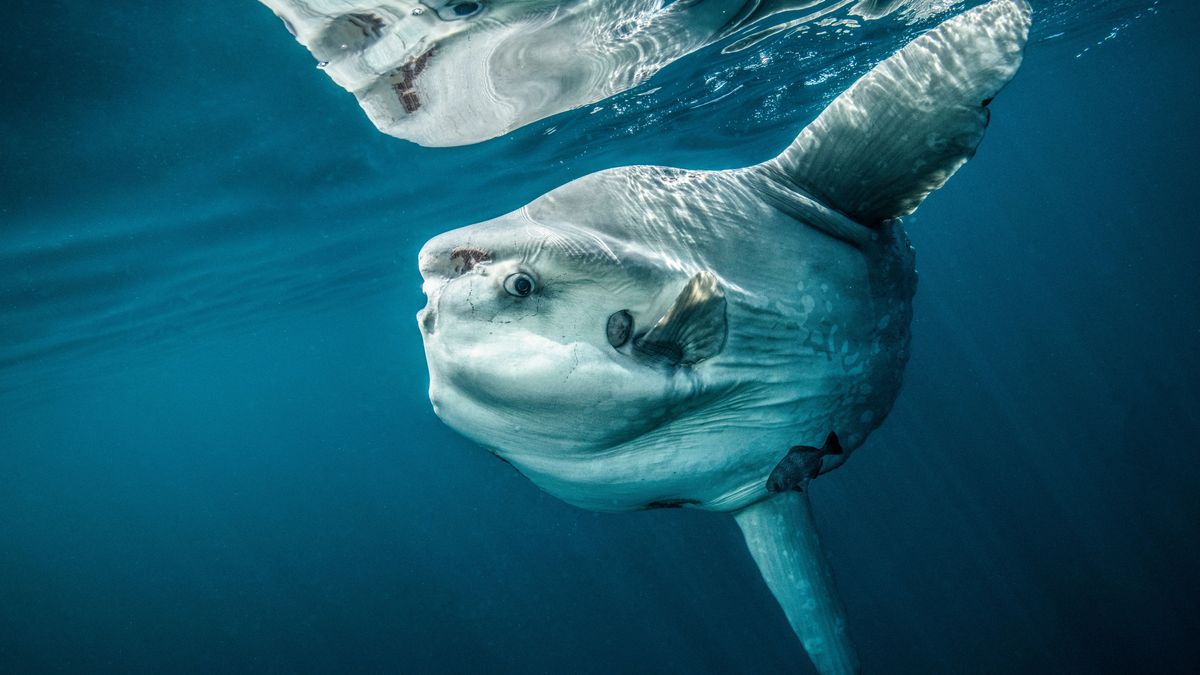 mondfisch-mola mola-schwer-größe-gefährlich-imago images 161305294