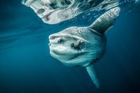 mondfisch-mola mola-schwer-größe-gefährlich-imago images 161305294