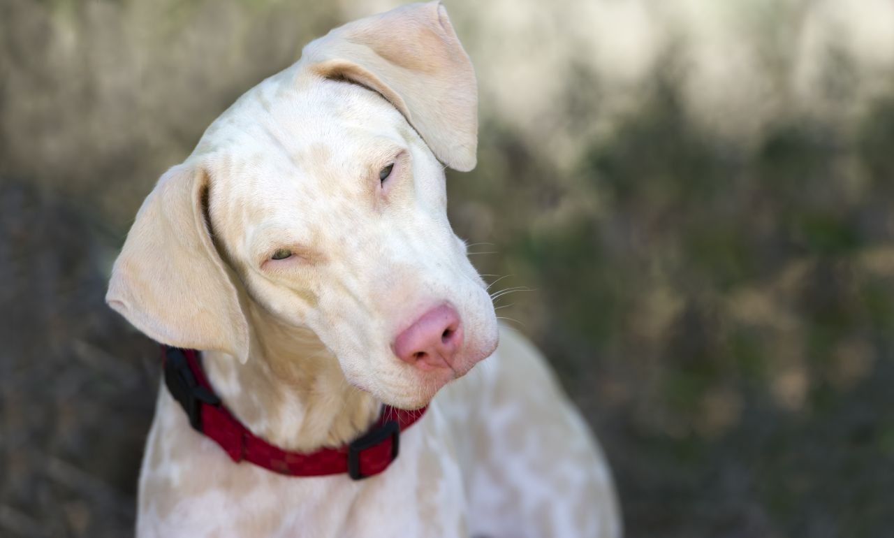 Albino-Hund: Die treuen Hellhäuter sind leider oft blind.