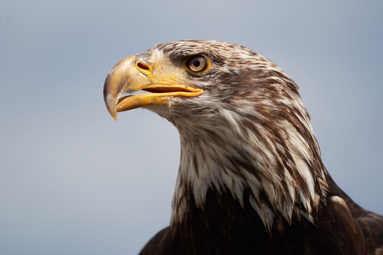 Adler: Sie sehen viel schärfer als Menschen, denn das Auflösungsvermögen des Auges ist gut drei bis viermal so hoch. Um ihre Beute schlagen zu können, erkennen sie selbst kleinste Tiere aus über drei Kilometern Flughöhe. Aufgrund von zwei sogenannten Sehgruben, in denen sich besonders viele Sehzellen sammeln, können Greifvögel nach vorne und zur Seite blicken. 