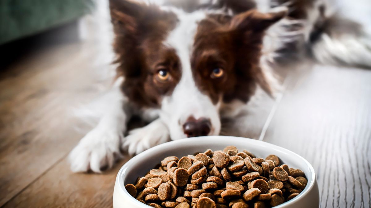 Hundefutter Rückruf