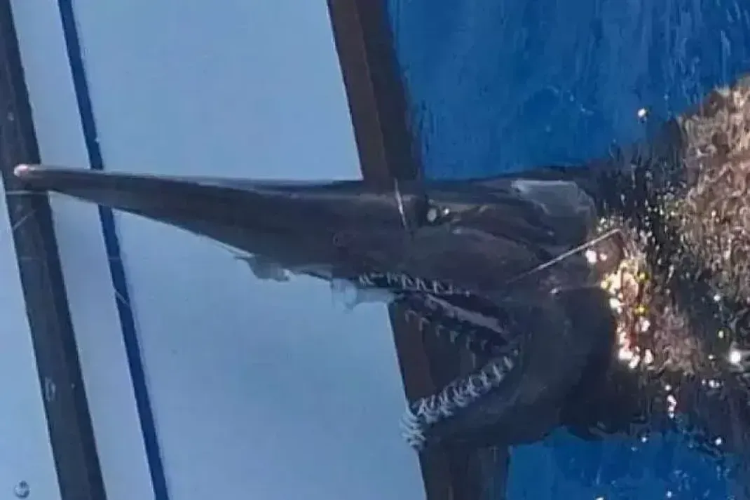 Ein besonders seltener Meeresbewohner ist vor der Küste von Gran Canaria gesichtet worden: Ein Koboldhai.