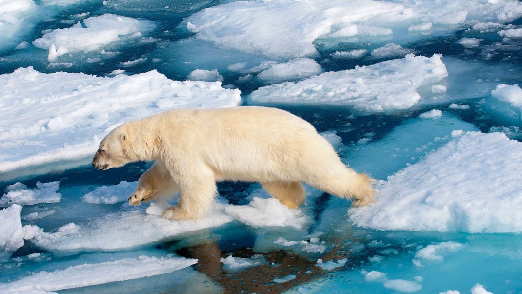 Ein Eisbär läuft über Eisschollen.