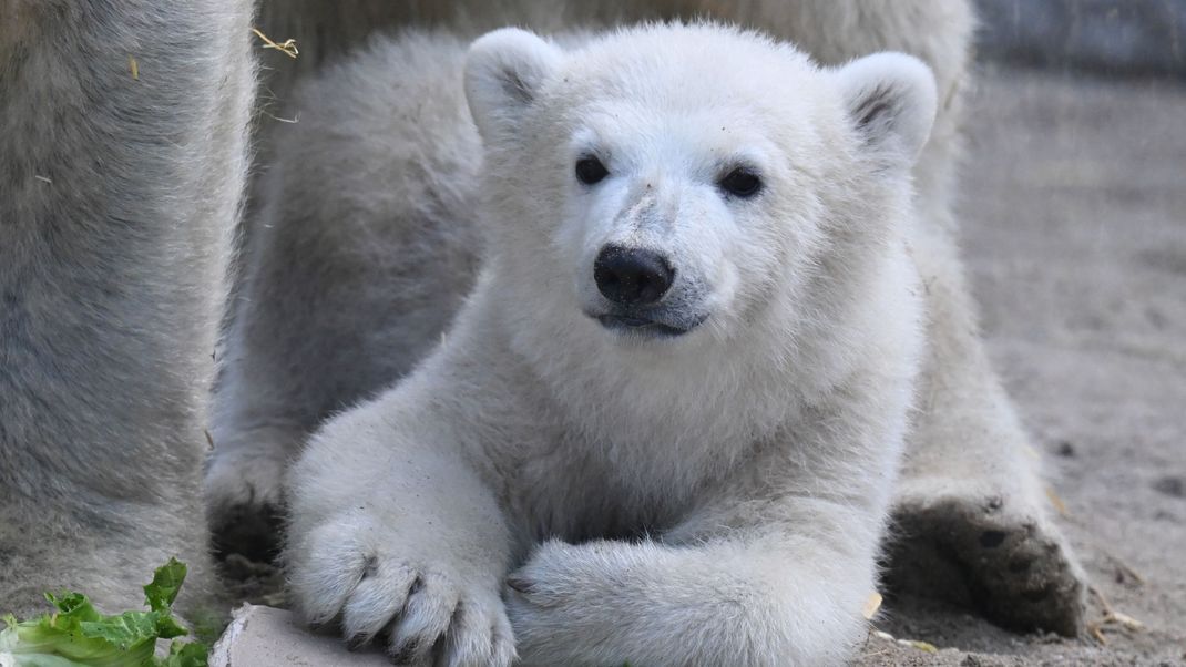 Mika, das am 2. November 2024 im Karlsruher Zoo geborene Eisbär-Jungtier, liegt bei der ersten offiziellen Medienvorstellung im Eisbär-Gehege.