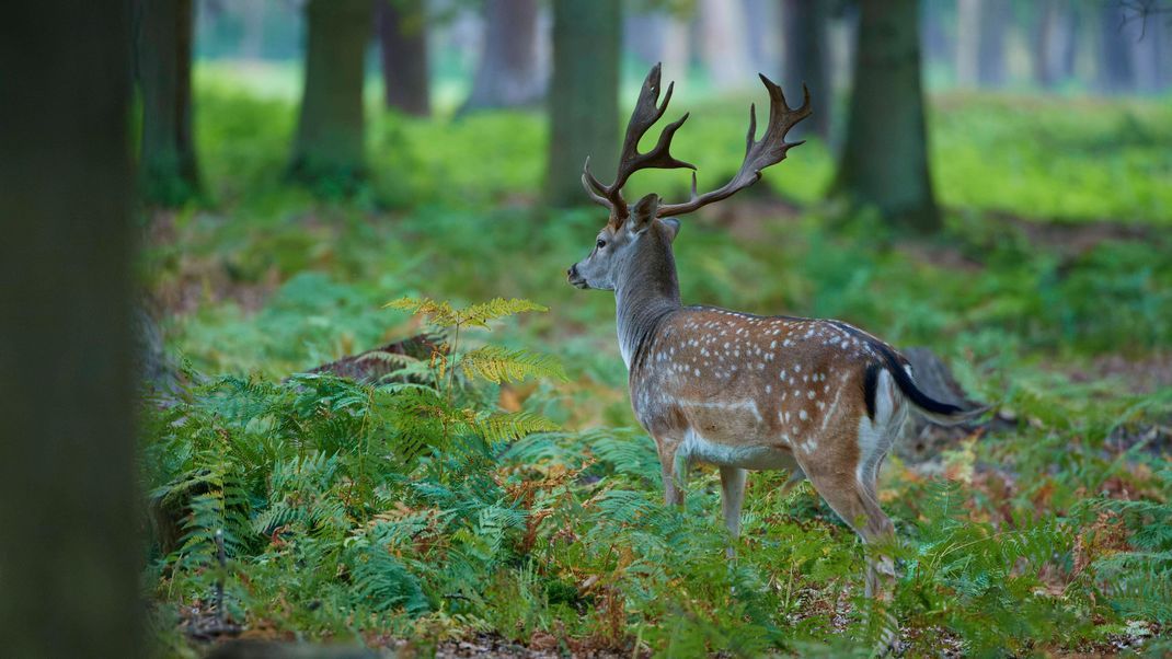 Damhirsche tragen im Sommer ein geflecktes Fell.