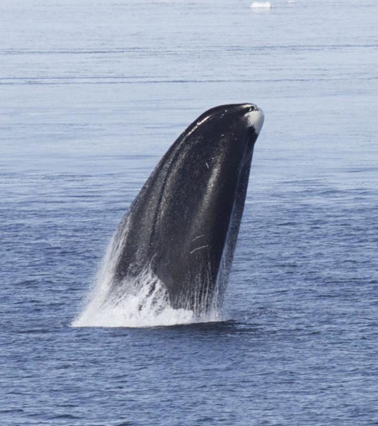 Die ältesten Säugetiere sind Grönlandwale: Sie werden älter als 200 Jahre. Auch weil eine besondere Erbgut-Reparatur sie resistent gegen Krebs machen soll.