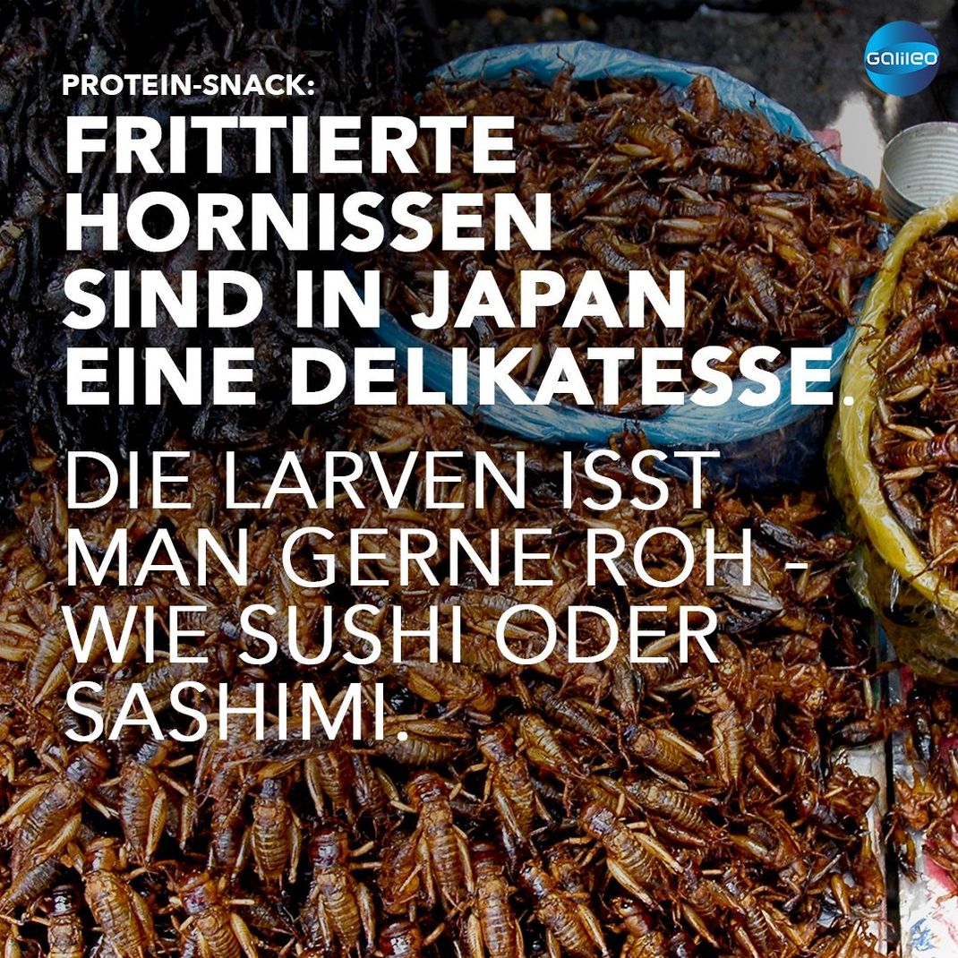 In Japan werden die Larven der Hornissen roh gegessen - wie etwa Sushi oder Sashimi.