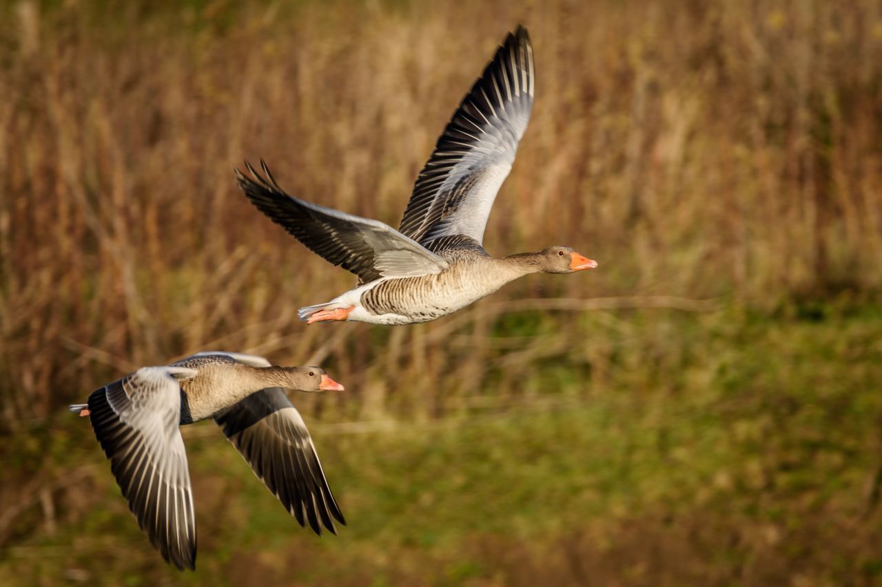 Wildgänse gibt es viele  - hier siehst du eine Graugans, einer der häufigsten Wasservögel bei uns - und die wilde Schwester der Hausgans.