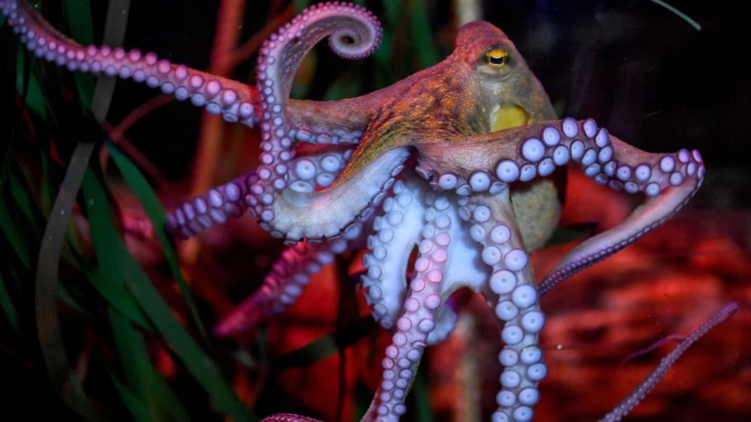 Oktopus "Manfred" in seinem Becken im AquaDom & SEA LIFE Berlin.