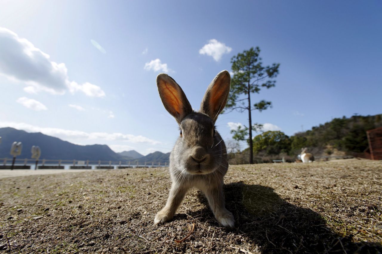 Auf der nur etwa 2 Kilometer langen Insel Ōkunoshima in Japan wurde früher Giftgas produziert. Hasen haben sich dort vermehrt und Touristen strömen nach "Rabbit Island", um die Tiere zu füttern und zu fotografieren.