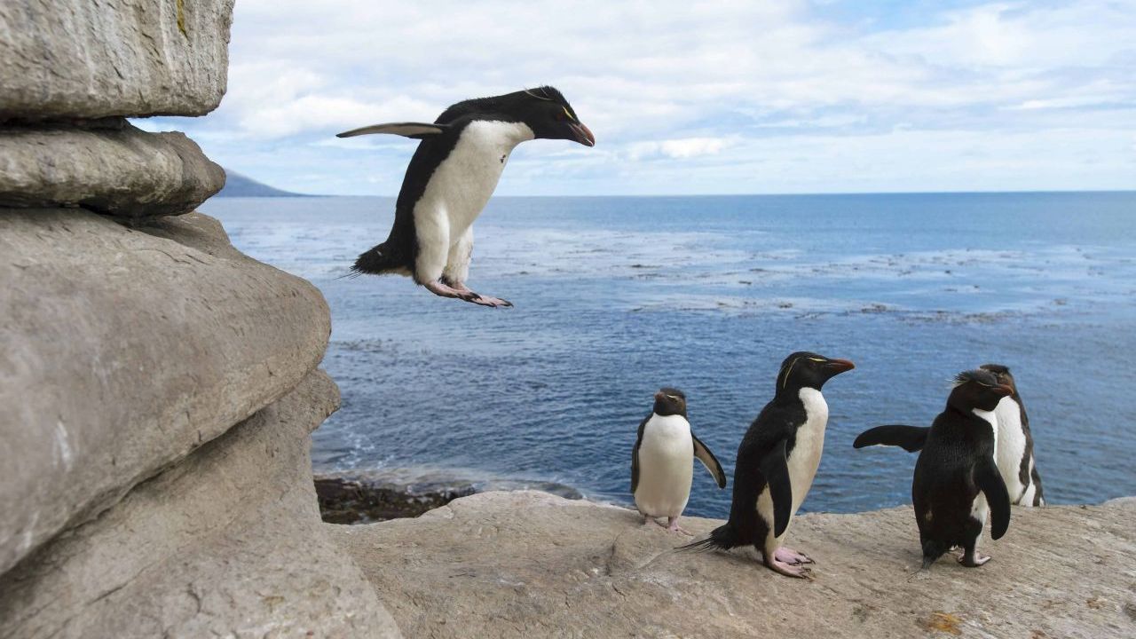 Südliche Felsen-Pinguine auf den Falklandinseln. Population: 2,5 Millionen.