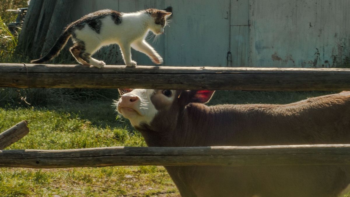 Vogelgrippevirus springt von Kuh auf Katze