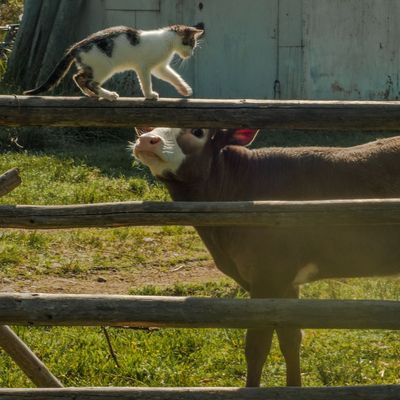 Vogelgrippevirus springt von Kuh auf Katze