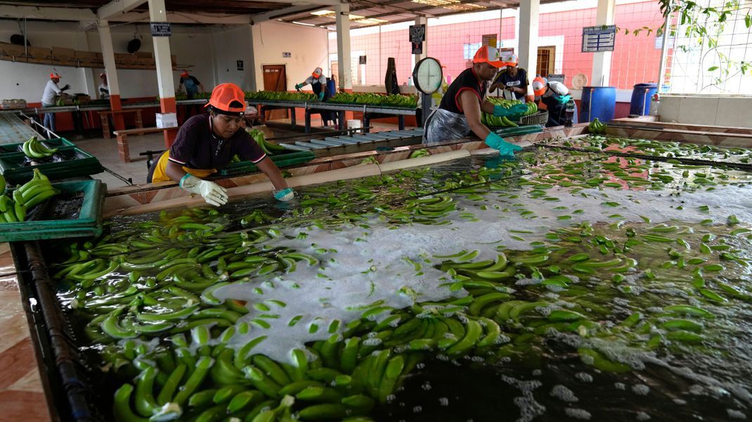 Ecuador, Los Rios: Frisch geerntete Bananen werden auf einer Farm gewaschen.